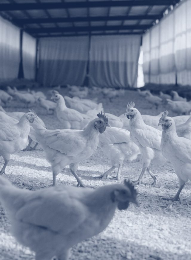 Interior de aviário com frangos de corte