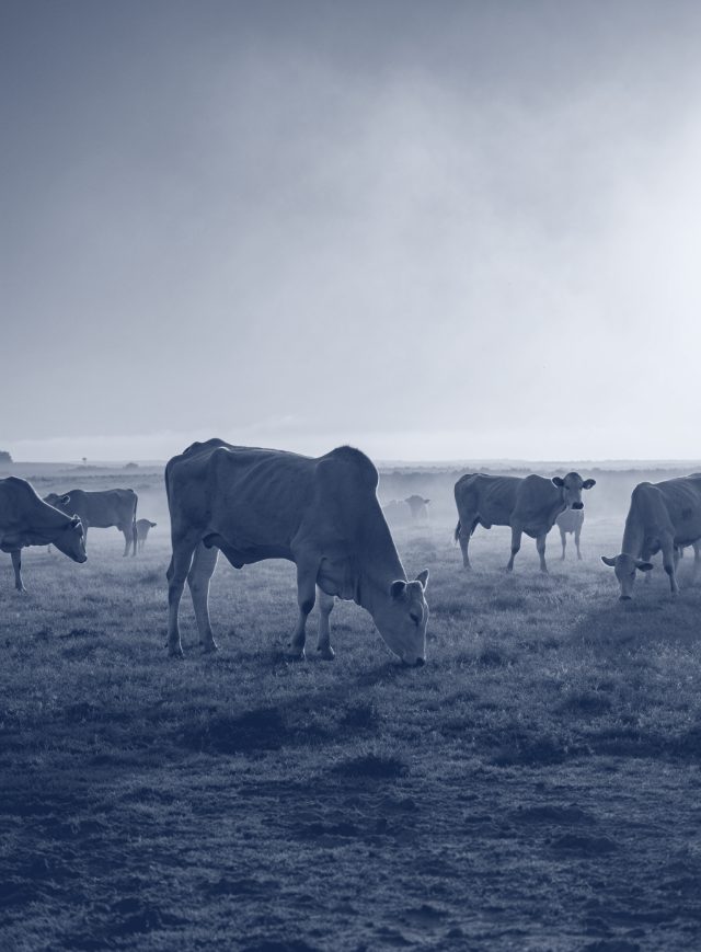 Gado Nelore no pasto ao entardecer
