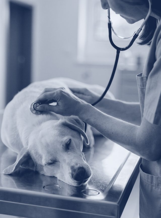 Médica-veterinária examinando um cão